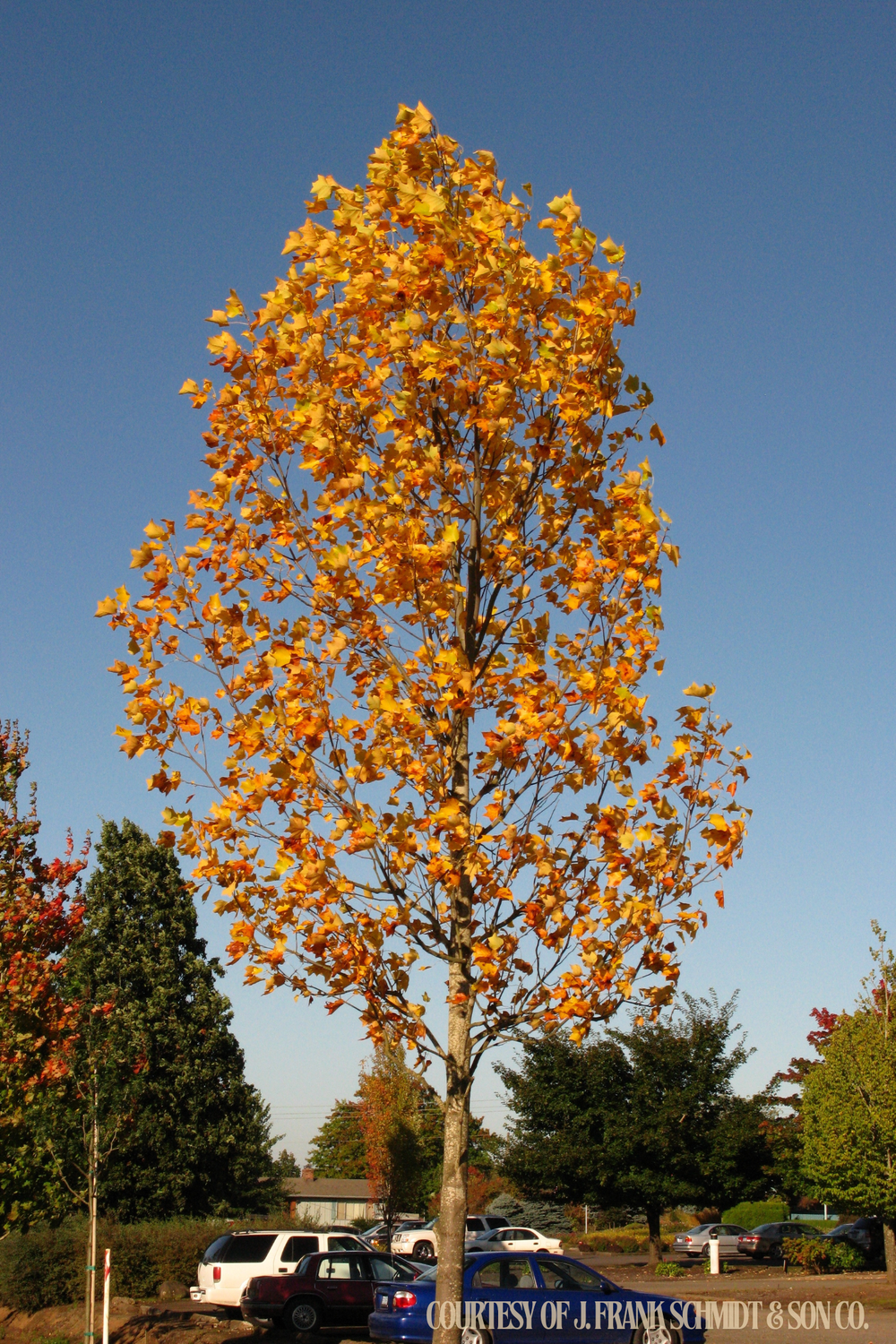 Poplar Emerald City Liriodendron tulipifera (10 gallon) $199.99