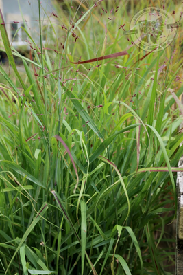 Grass Panicum Shenandoah Switch (gallon perennial) $21.99
