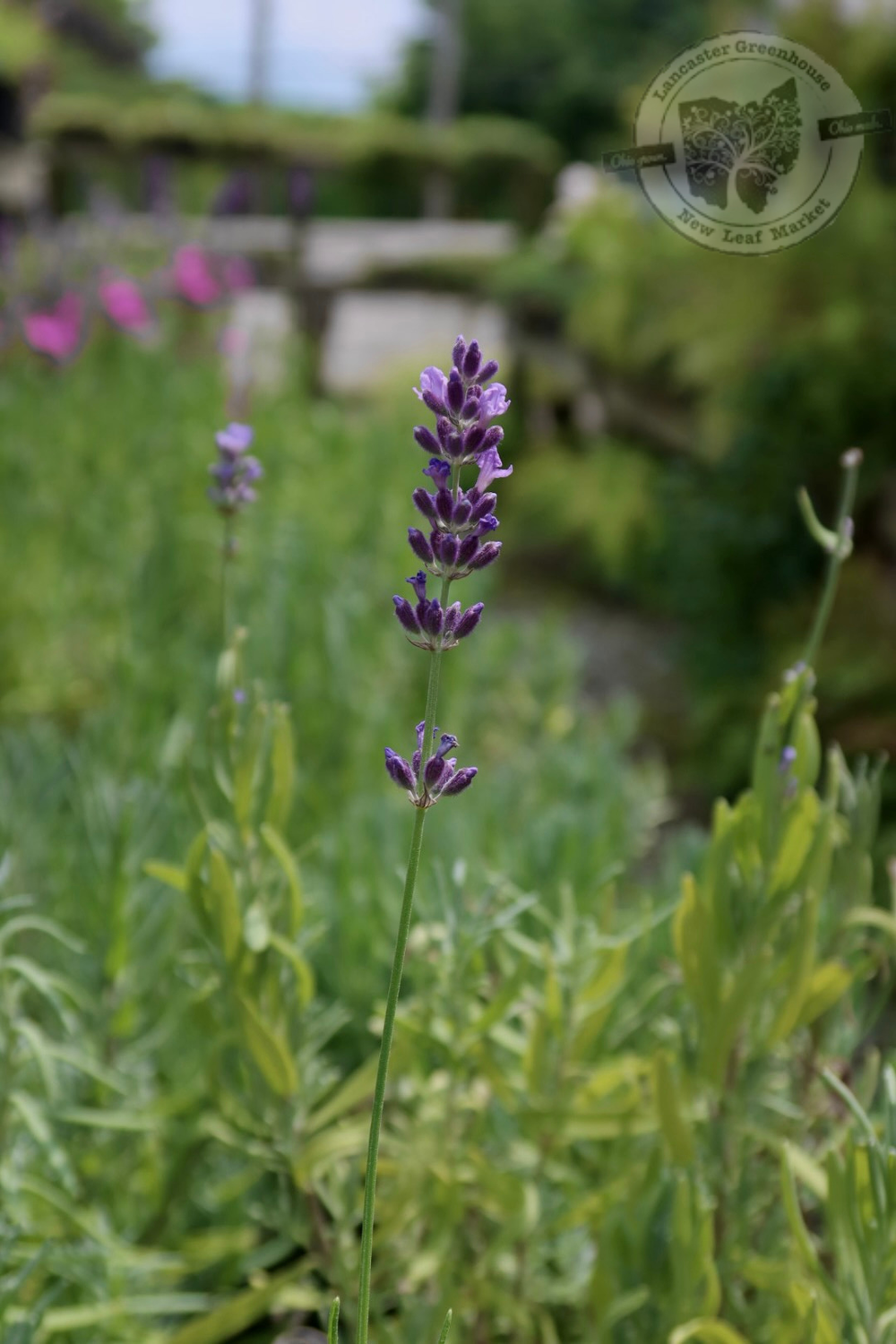 Lavandula Munstead Lavender (quart perennial) $11.99
