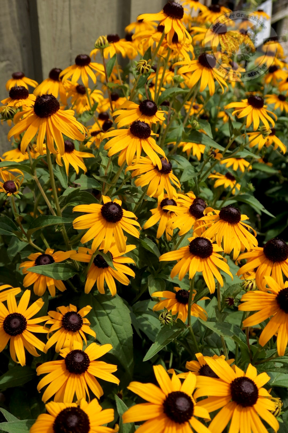 Rudbeckia Goldsturm Black Eyed Susan (quart perennial) $11.99