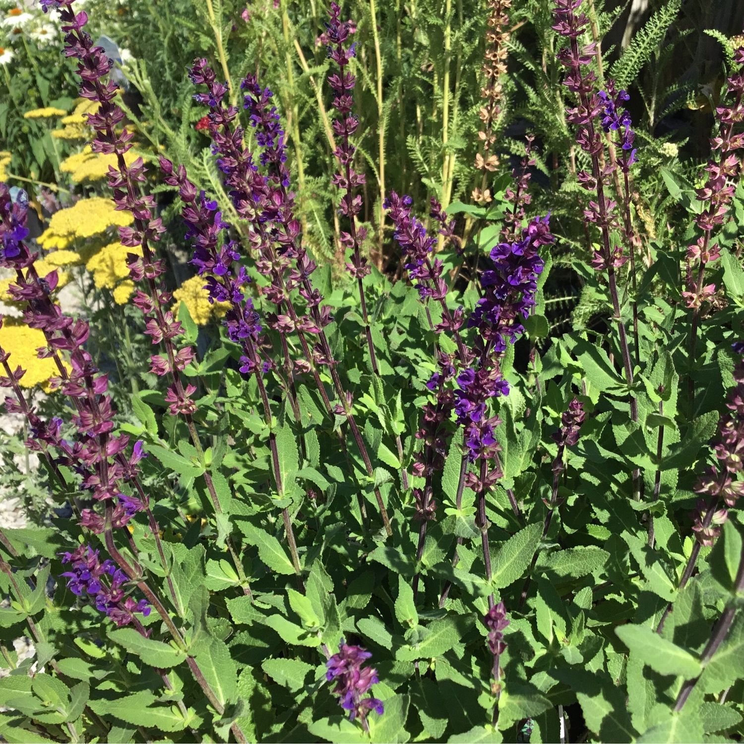 Salvia Caradonna (quart perennial) $9.99