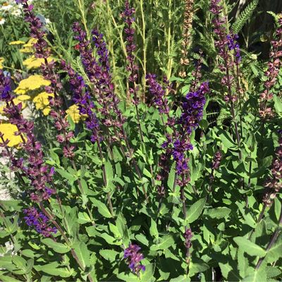 Salvia Caradonna (quart perennial) $9.99