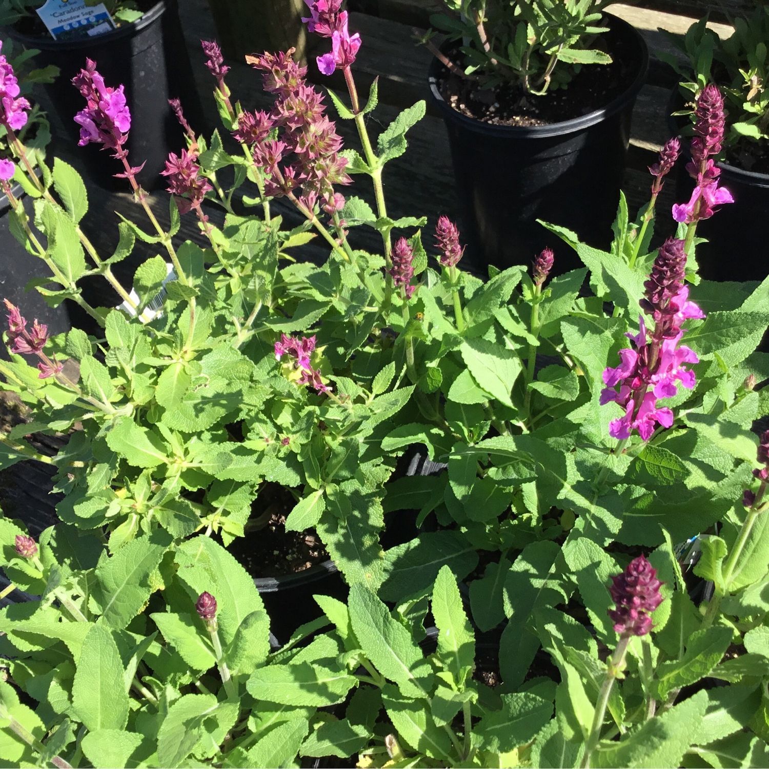 Salvia Rose Marvel (quart perennial) $11.99