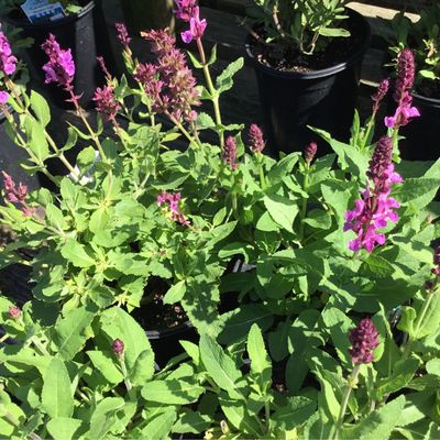 Salvia Rose Marvel (quart perennial) $11.99