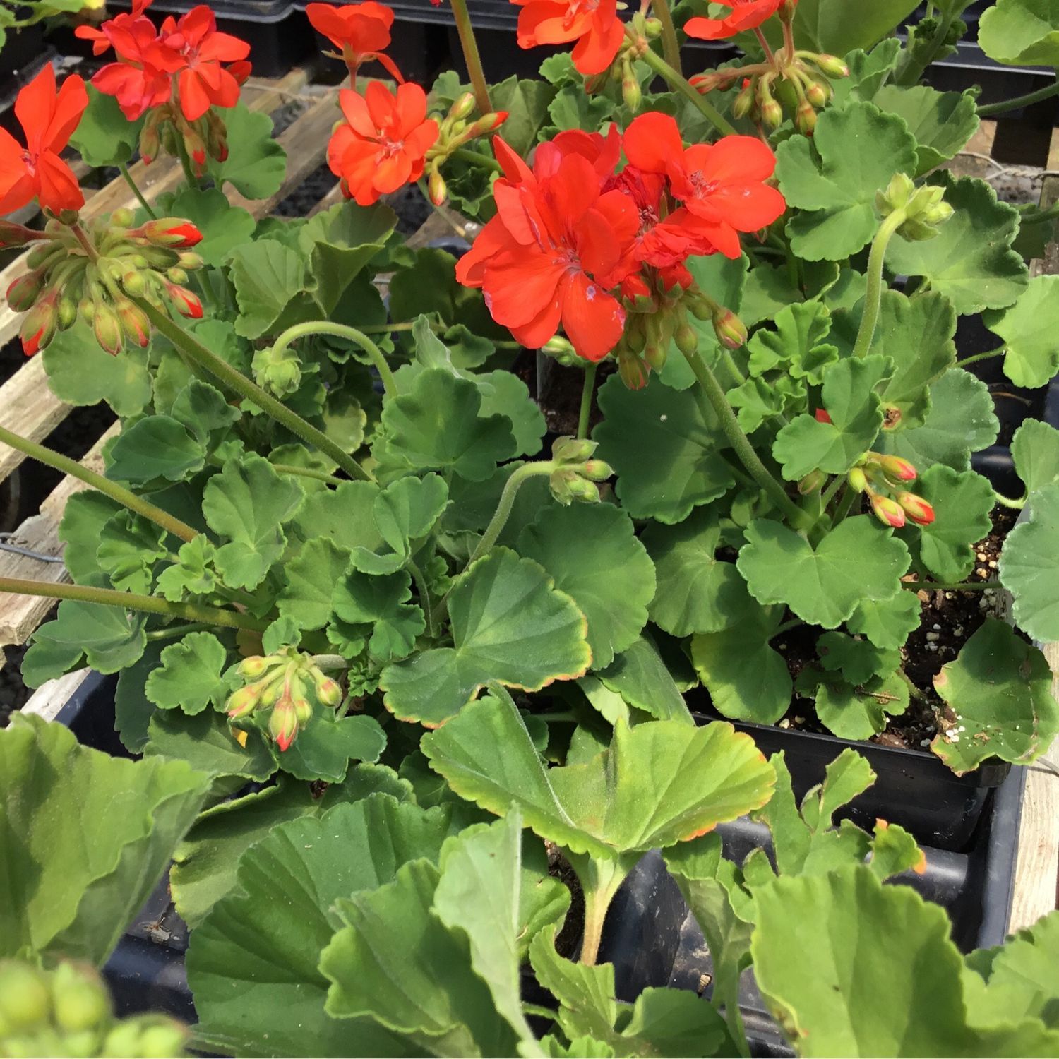 Jumbo Geranium Orange Dynamo / Patriot / Presto (7" Jumbo pot)