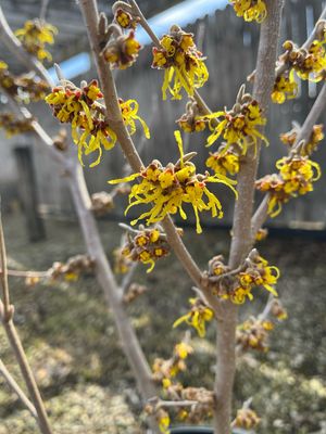 Witchhazel Arnold&#39;s Promise Hamamelis (5 gallon) $99.99