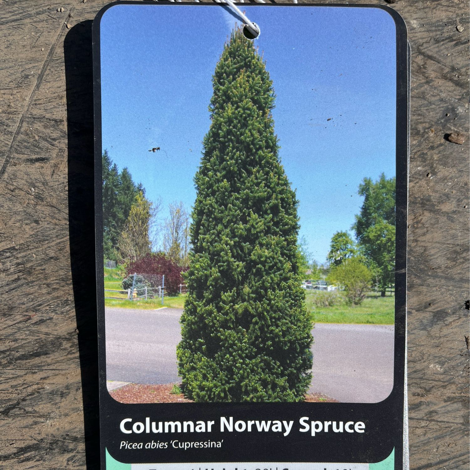 Spruce Norway Cupressina Columnar (5&#39; b/b) $269.99