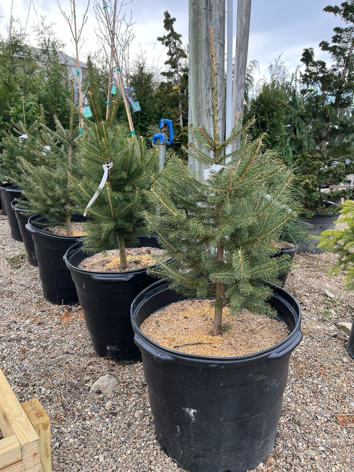 Spruce Norway Picea Abies (15 gallon 2-3&#39;) $69.99