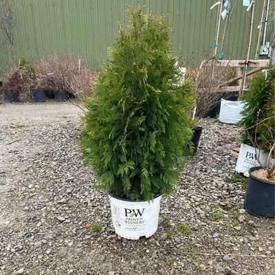 Arborvitae Cheer Drops PW (3 gallon) $59.99
