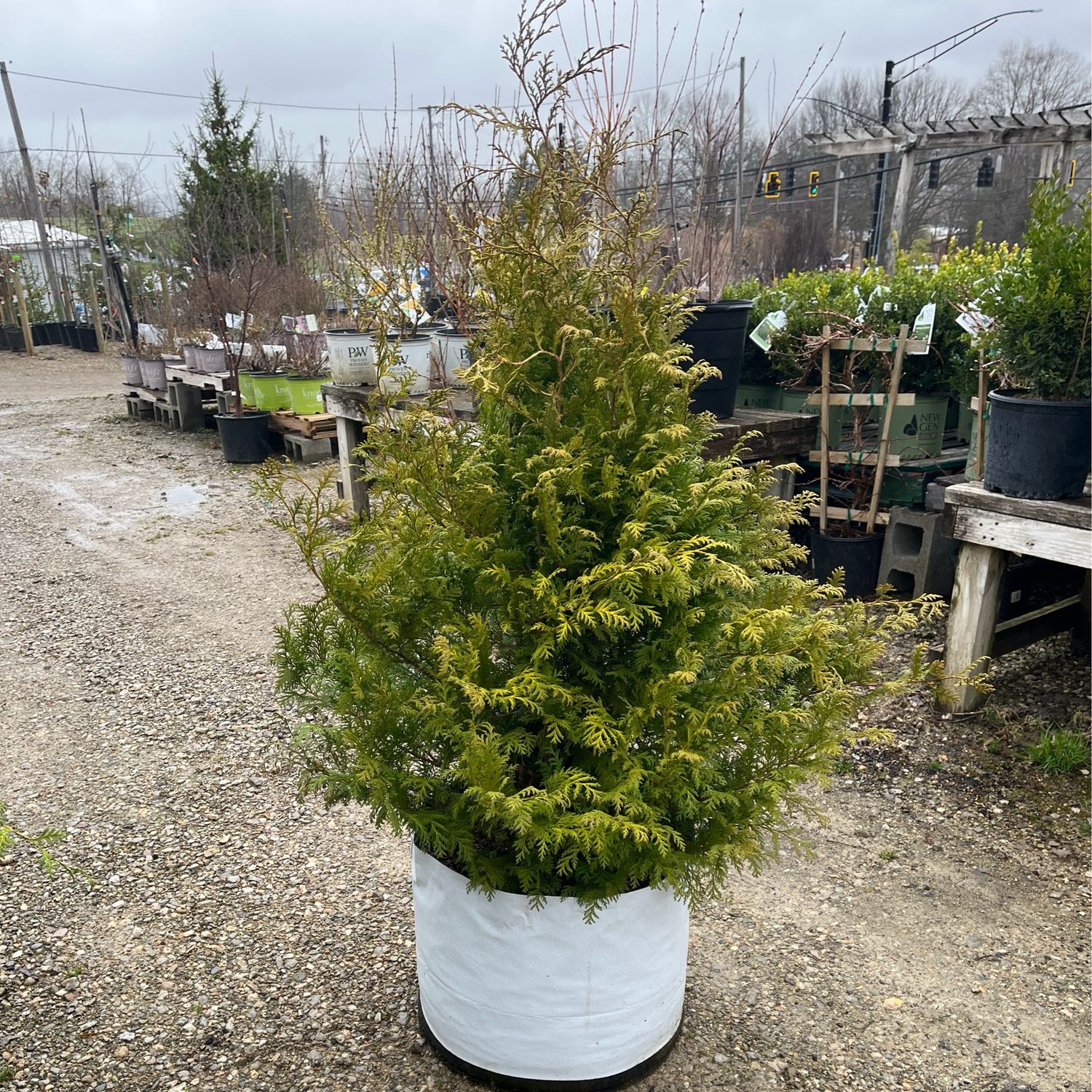 Chamaecyparis Cedar Rapids Falsecypress PW (15 gal) $169.99