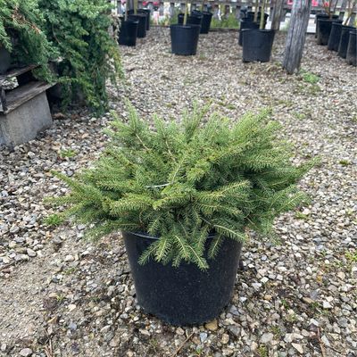 Spruce Birdsnest Nidiformis Shrub (3 gallon) $52.99