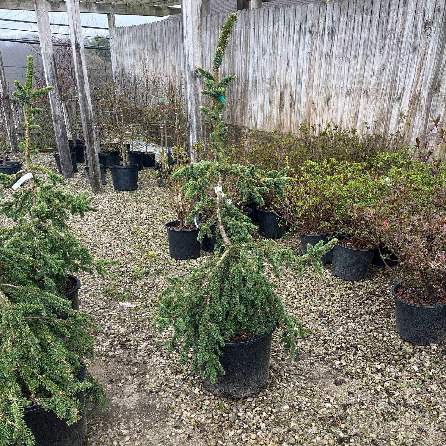 Spruce Norway Weeping Pendula (7 gallon) $199.99