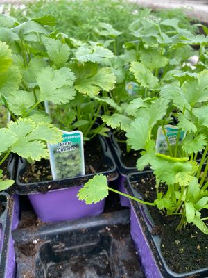 Cilantro Santo (3" herb pot)