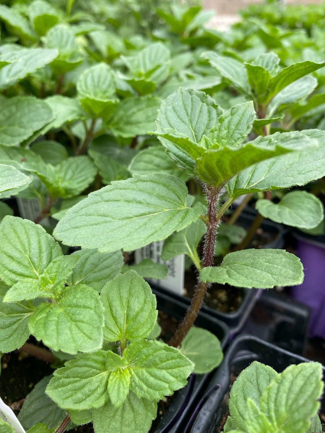 Mint Peppermint (3&quot; herb pot)