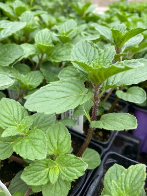 Mint Peppermint (3&quot; herb pot)
