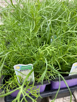 Chamomile German (3” herb pot)