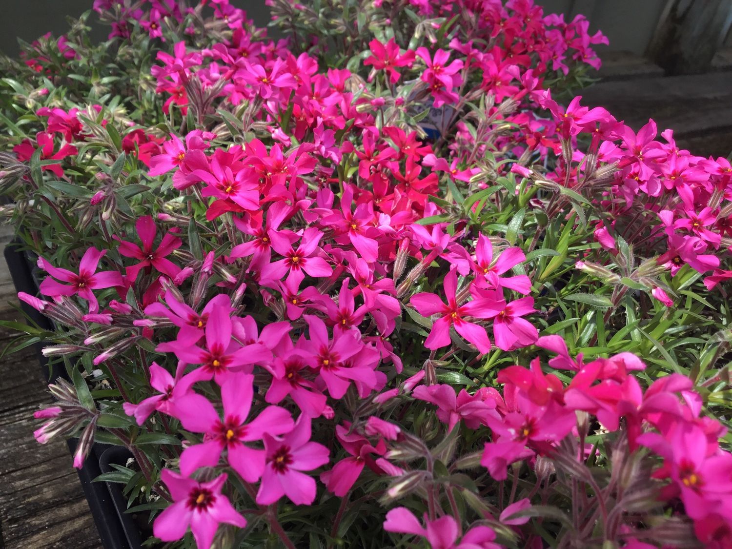 Phlox Creeping Red Wings (quart perennial) $11.99