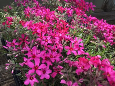 Phlox Creeping Red Wings (quart perennial) $11.99