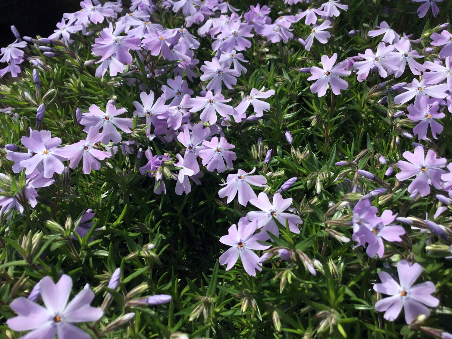 Phlox Creeping Emerald BLUE (quart perennial) $11.99