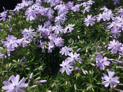 Phlox Creeping Emerald BLUE (quart perennial) $11.99