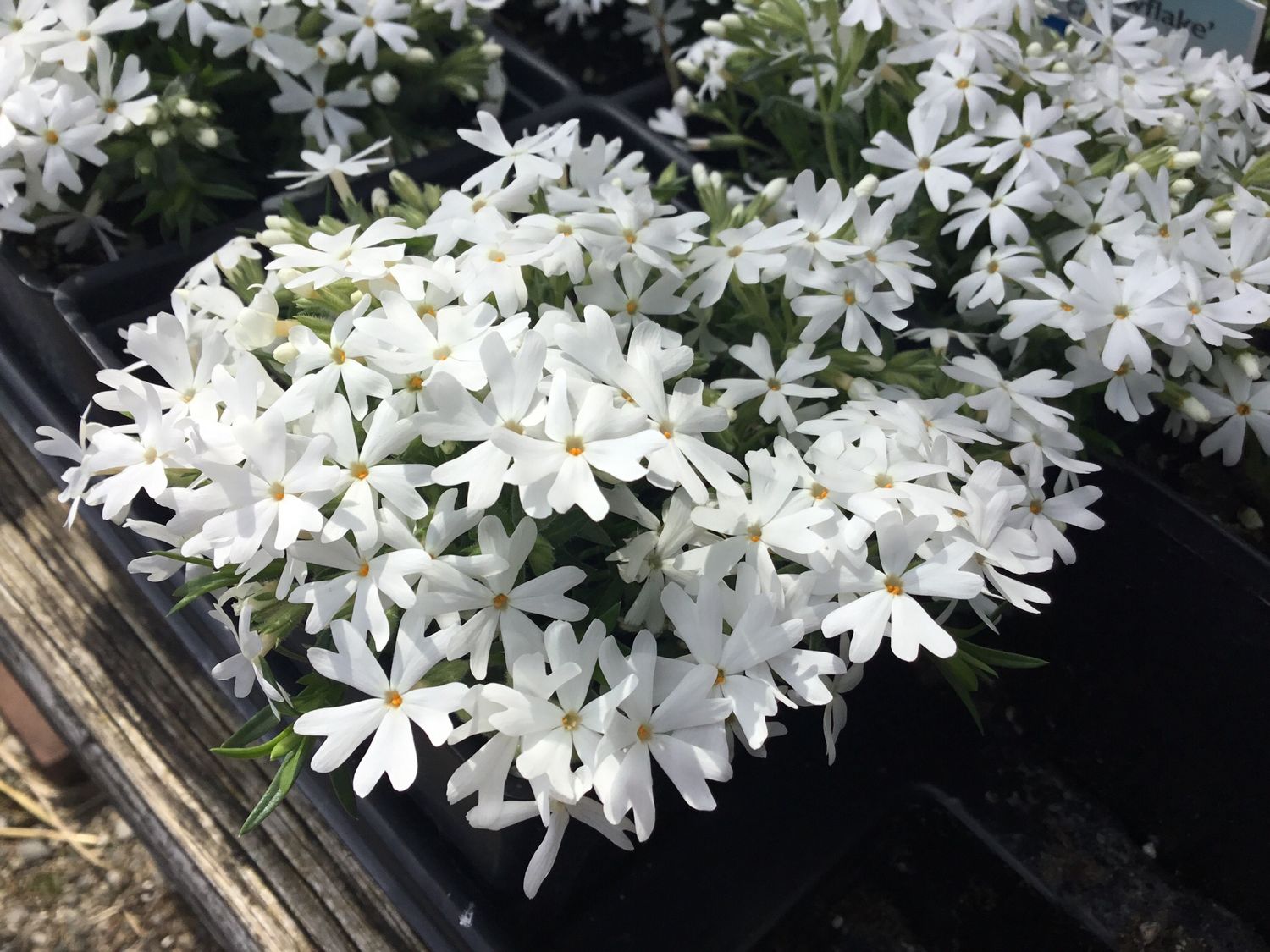 Phlox Creeping Snowflake (quart perennial) $11.99