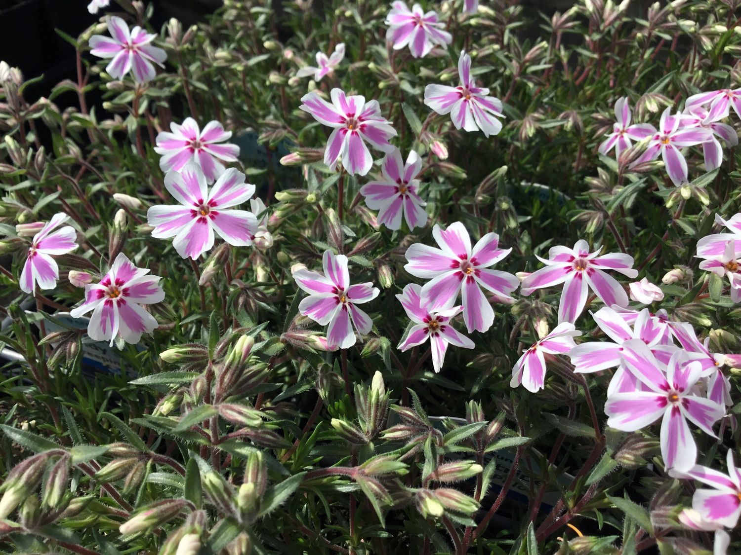 Phlox Creeping Candy Stripes (quart perennial) $11.99