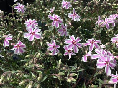 Phlox Creeping Candy Stripes (quart perennial) $11.99