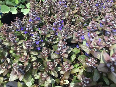 Ajuga Chocolate Chip Bugleweed (quart perennial) $9.99