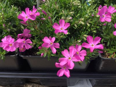 Phlox Creeping Emerald PINK (quart perennial) $11.99