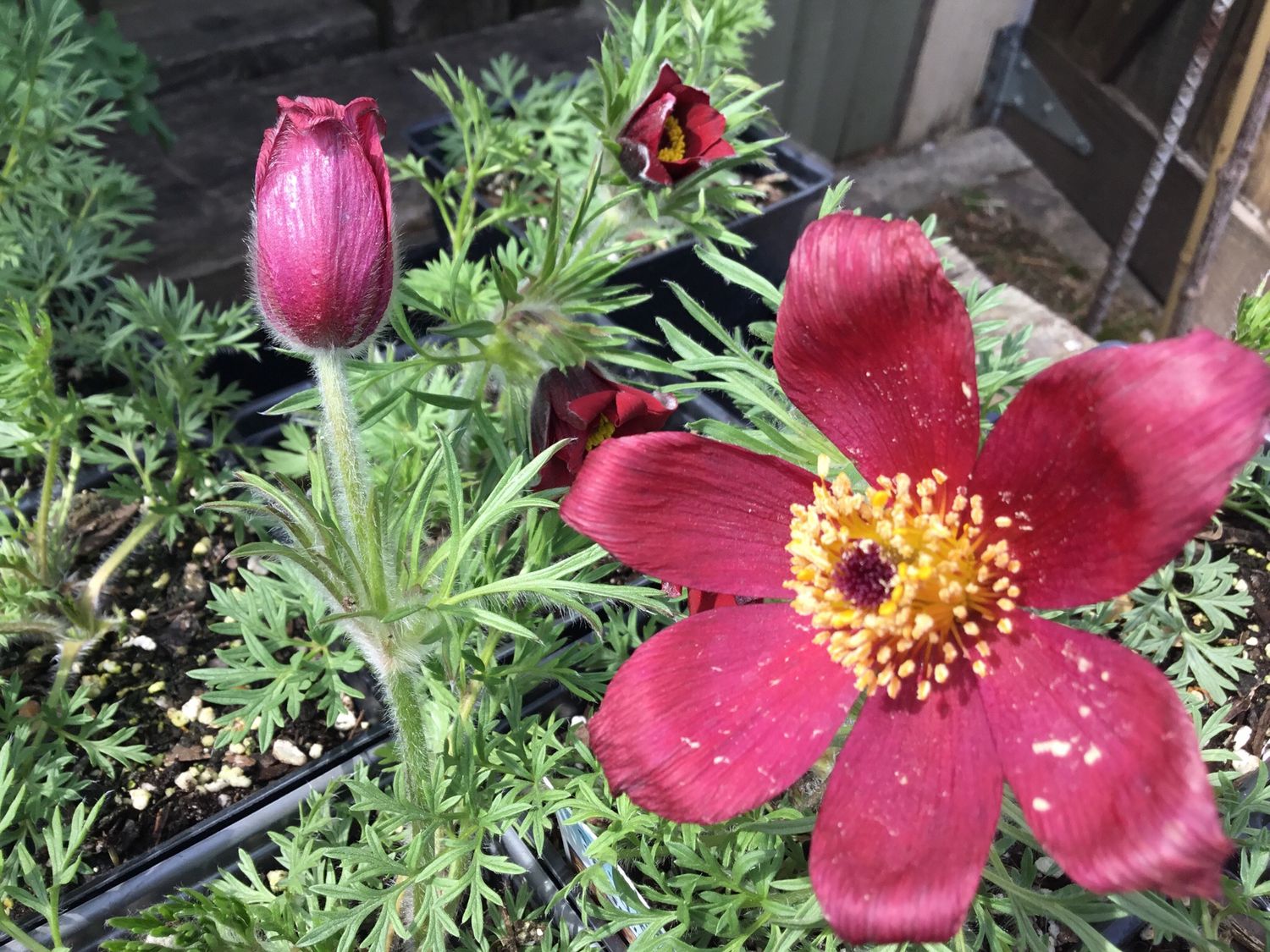 Pulsatilla Red Bells Red Clock (quart perennial) $11.99