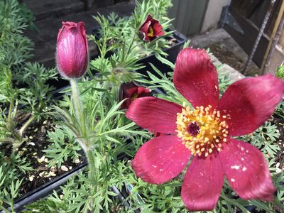 Pulsatilla Red Bells Red Clock (quart perennial) $11.99