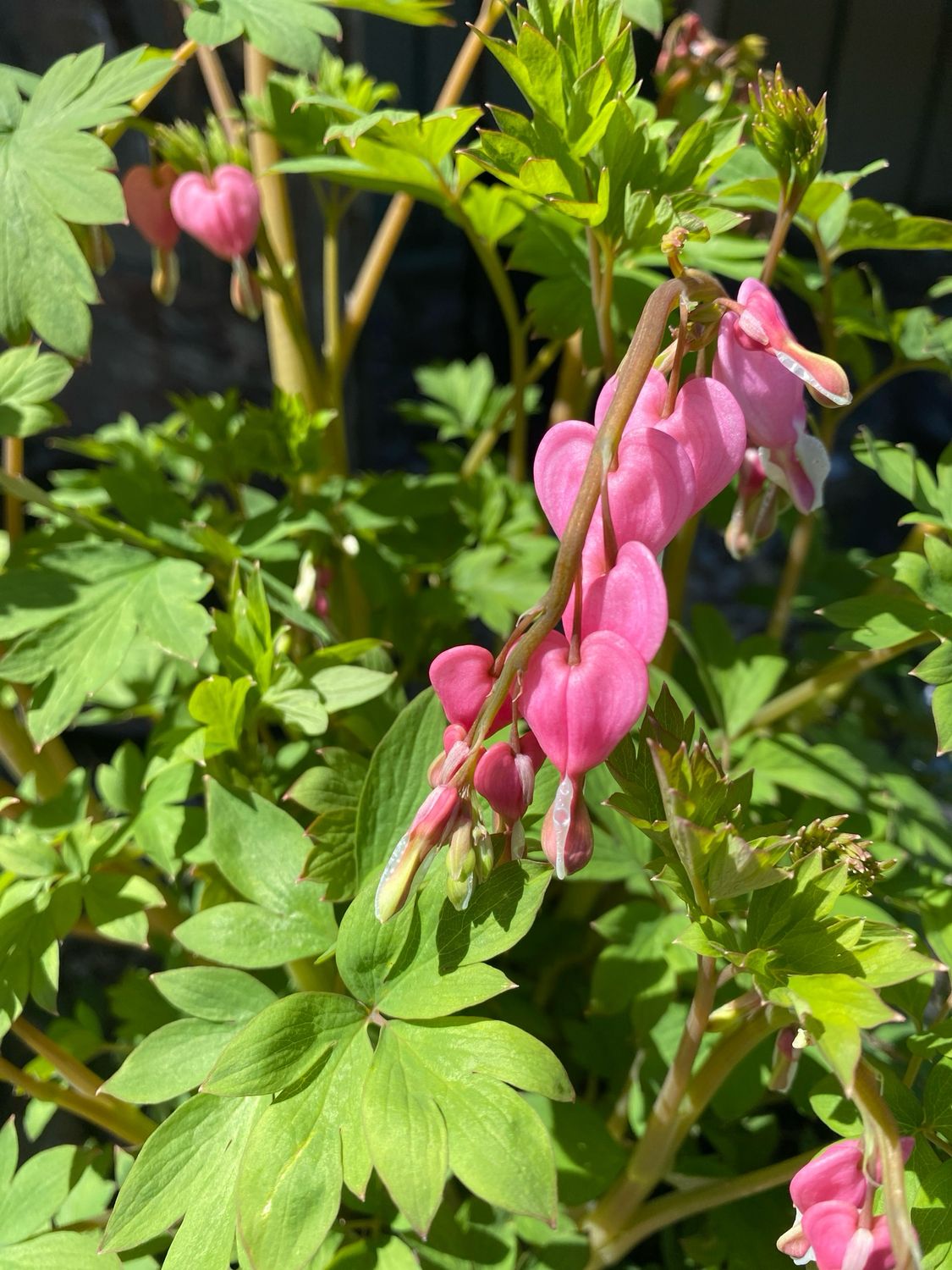 Dicentra Spectabilis Bleeding Heart (gallon perennial) $29.99