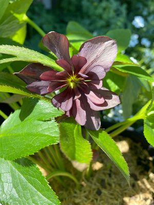 Helleborus Wedding Party Dark and Handsome Lenten Rose (gallon perennial) $33.99