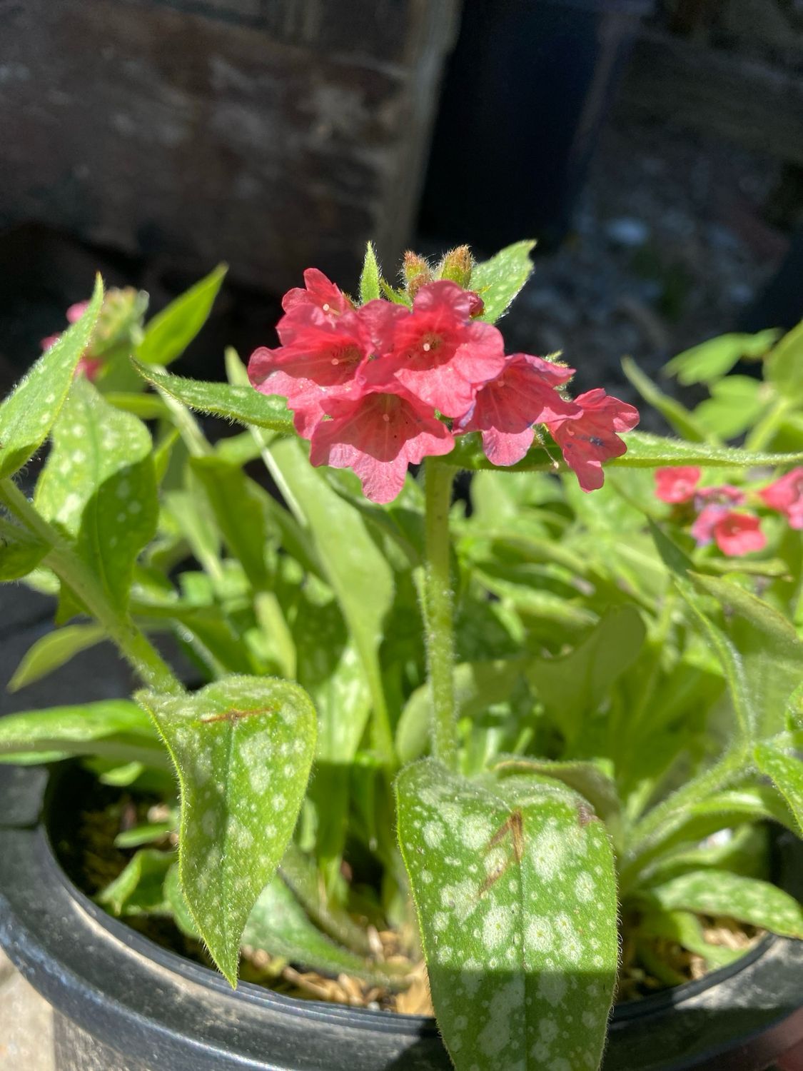 Pulmonaria Shrimps on the Barbie Lungwort (gallon perennial) $29.99