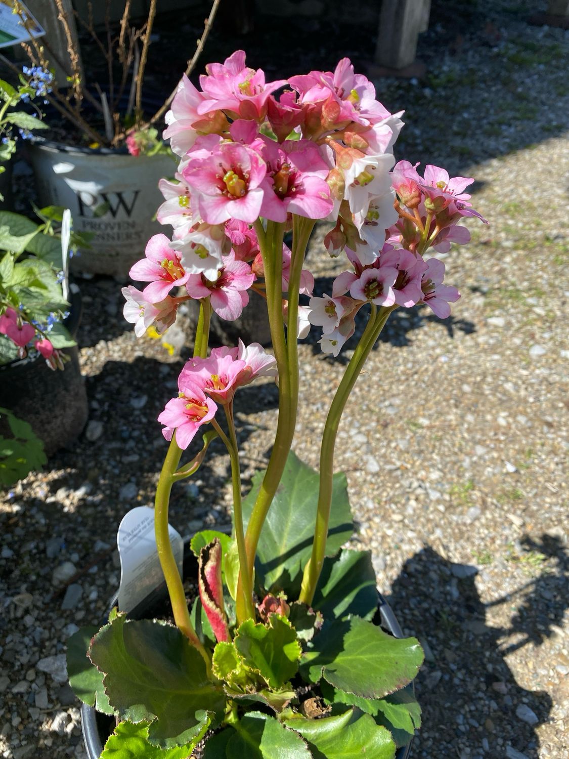 Bergenia Peppermint Patty (gallon perennial) $25.99