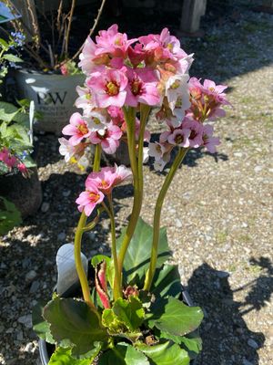 Bergenia Peppermint Patty (gallon perennial) $25.99