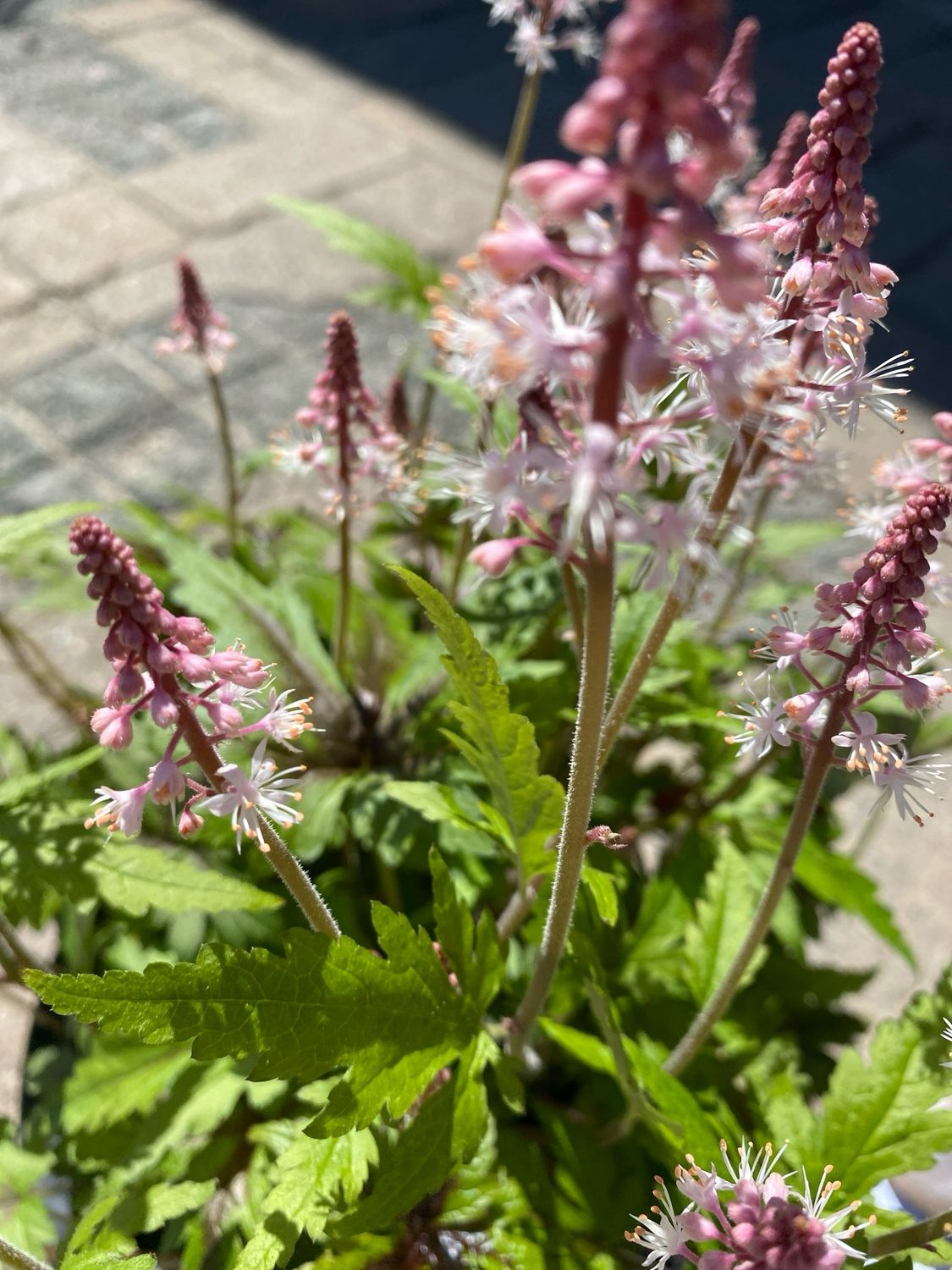 Tiarella Sugar and Spice (gallon perennial) $29.99