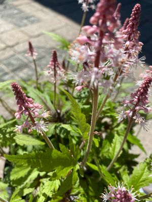 Tiarella Sugar and Spice (gallon perennial) $29.99