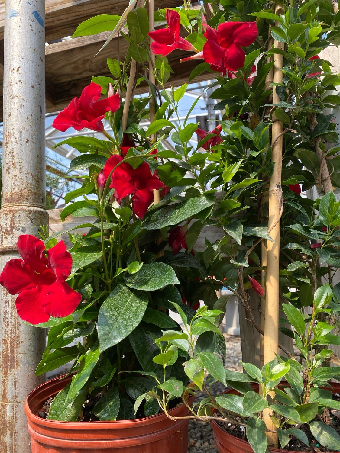 Mandevilla RED Dipladenia (Vine on TRELLIS Tropical) $47.99
