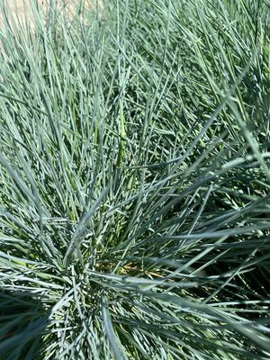 Grass Festuca Elijah Blue Fescue (gallon perennial) $17.99