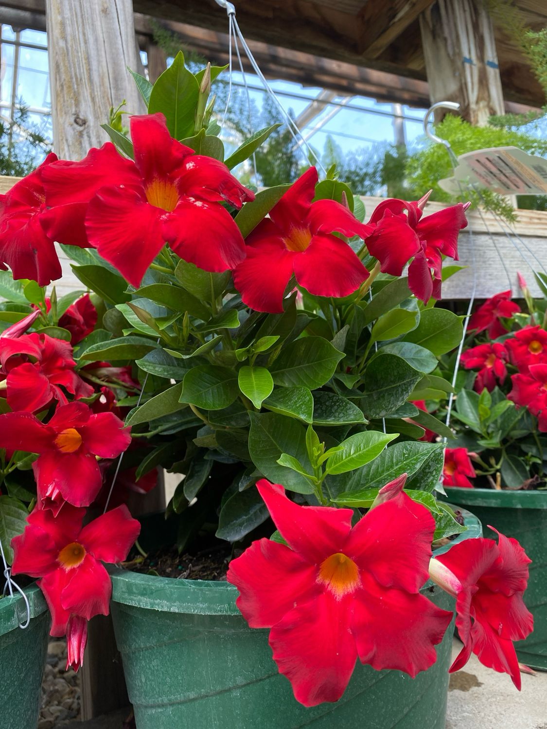 Mandevilla HB RED Dipladenia (12" Hanging Basket Tropical) $41.99