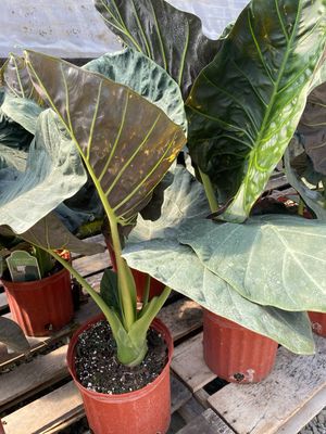 Elephant Ears Alocasia Regal Shields (10" Large Tropical) $41.99