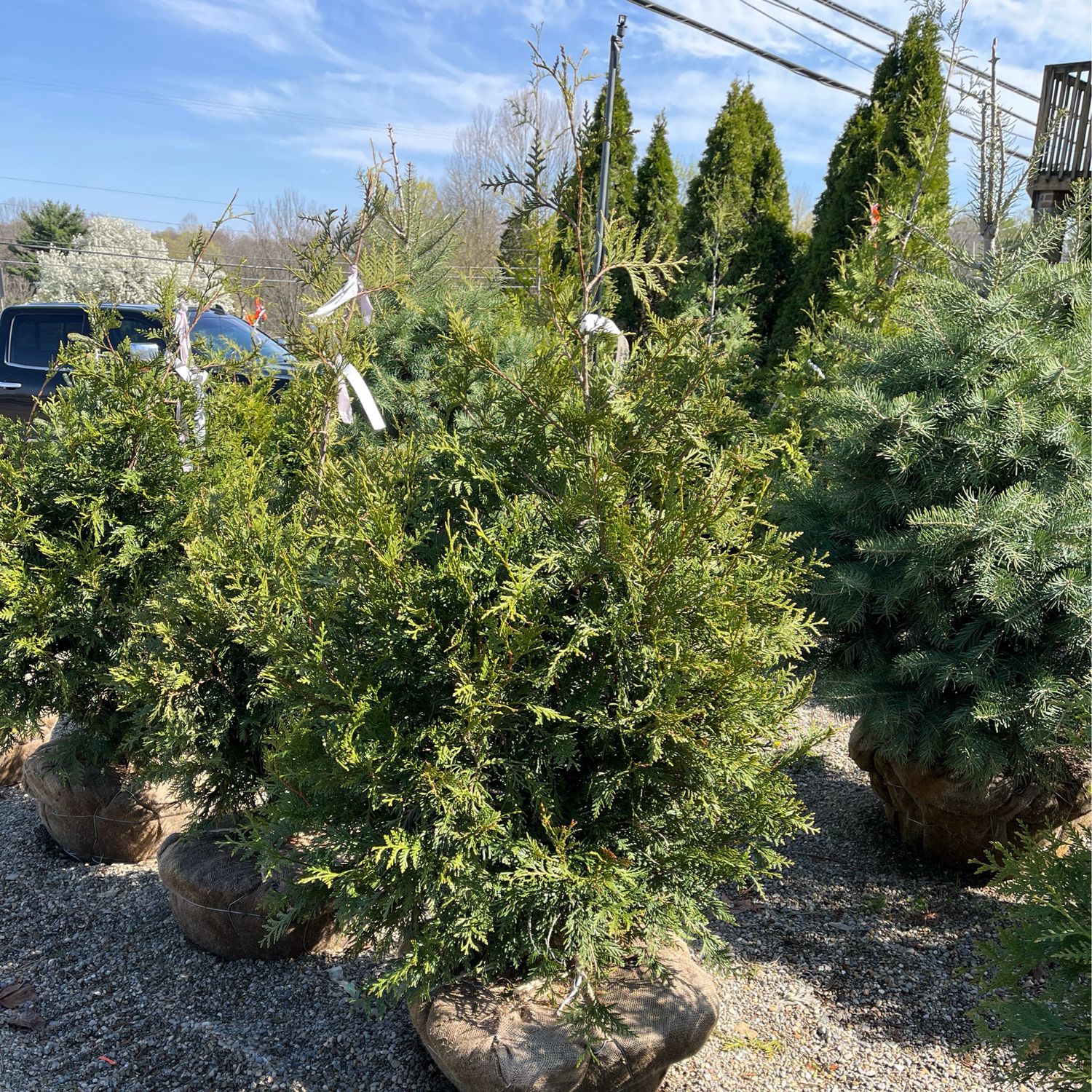 Arborvitae Green Giant Thuja (5-6&#39; b/b) $229.99