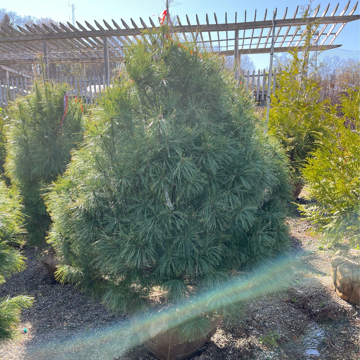 Pine White pinus strobus (5-6&#39; b/b) $239.99