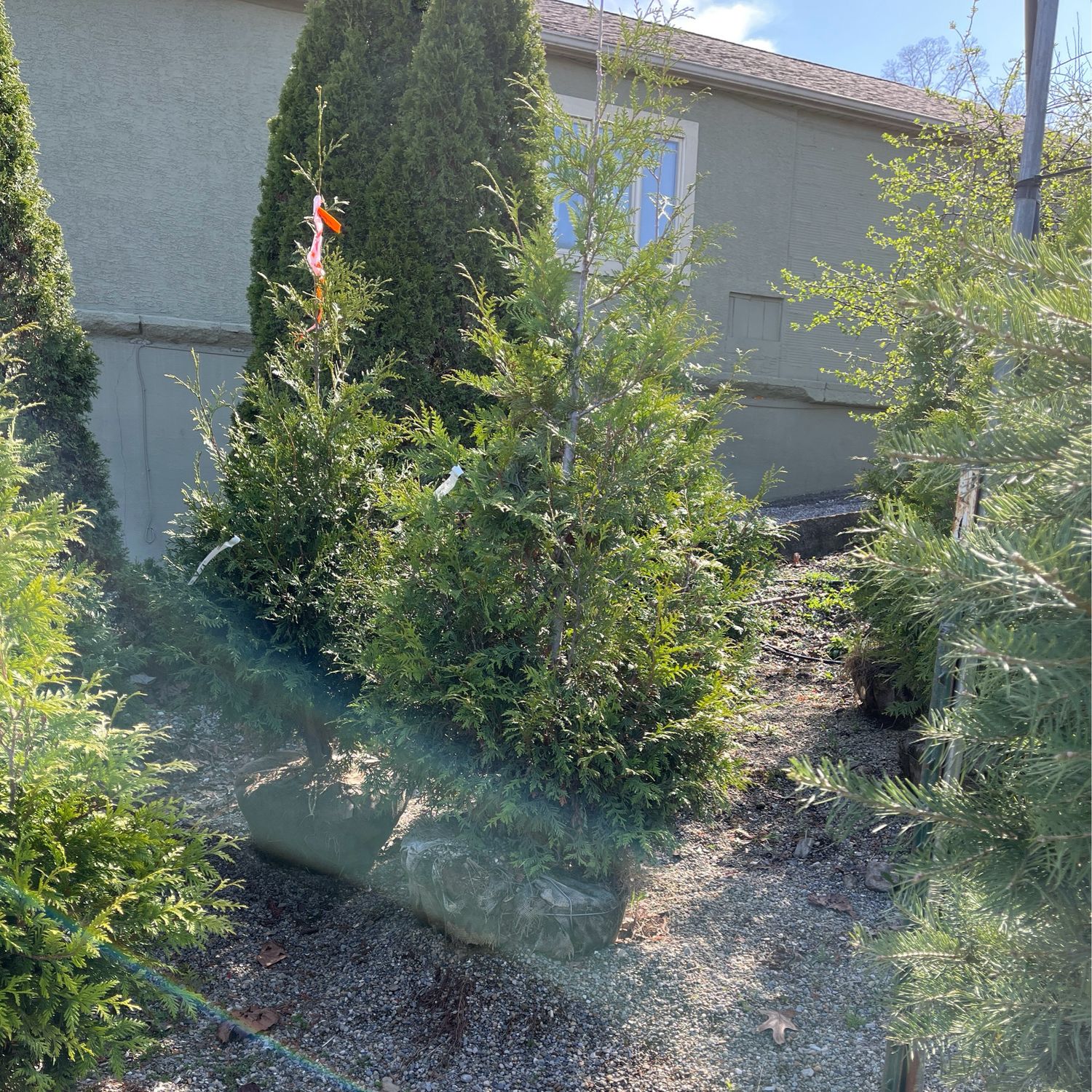 Arborvitae Green Giant Thuja (6-8' b/b) $259.99