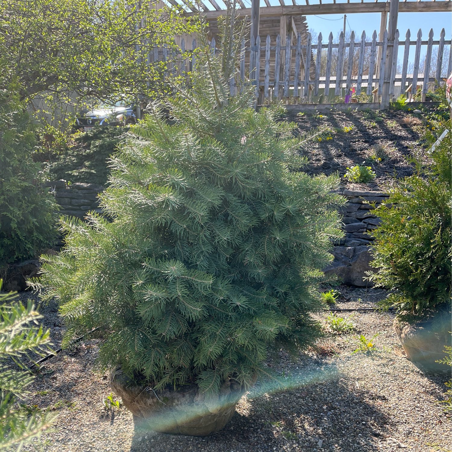 Fir Concolor (4-5&#39; b/b) $239.99