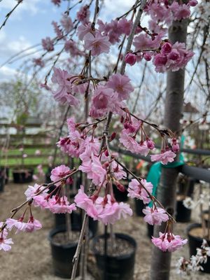 Cherry Weeping Pink Double (15 gallon) $199.99