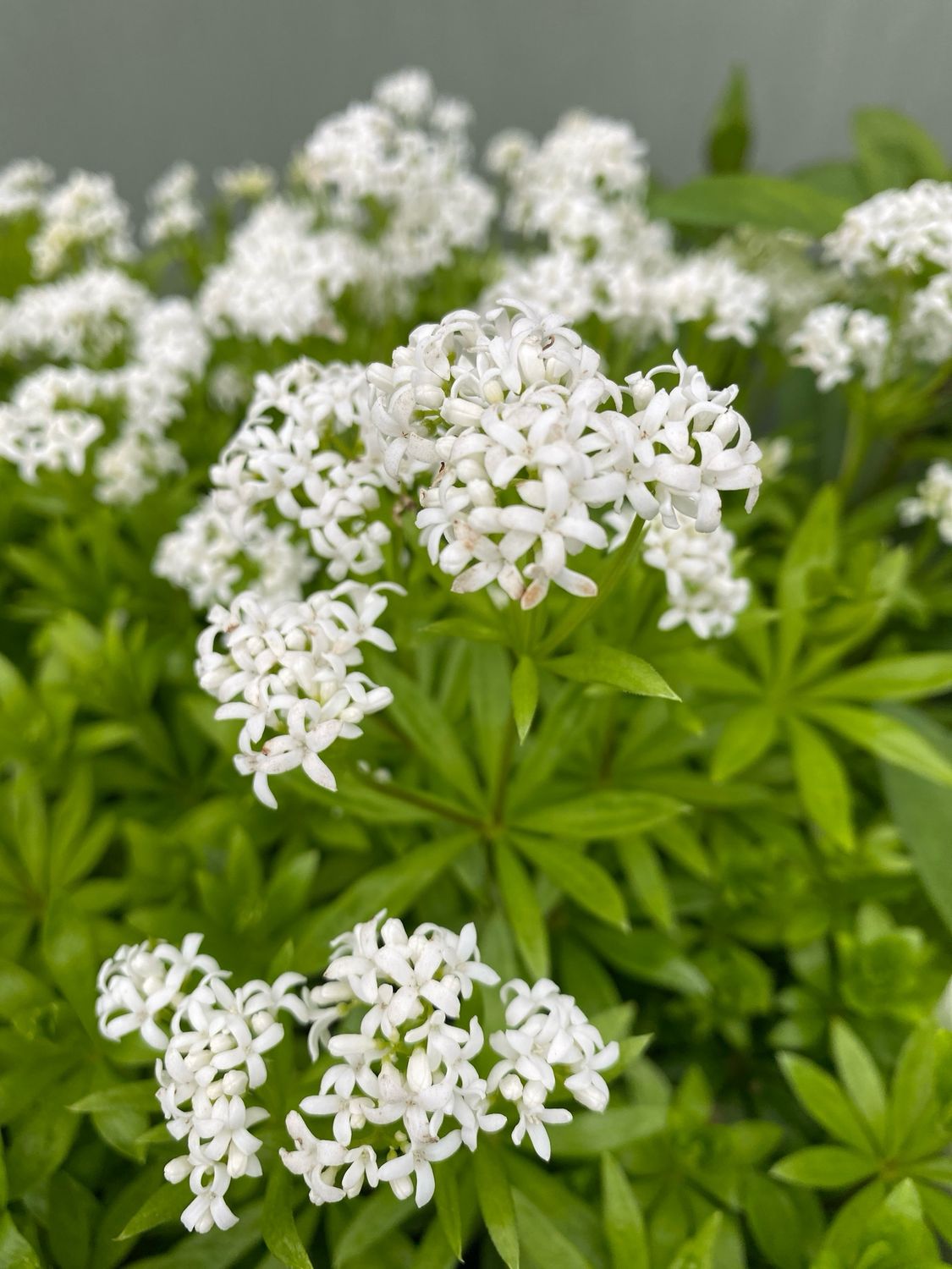 Galium odoratum Sweet Woodruff (quart perennial) $9.99