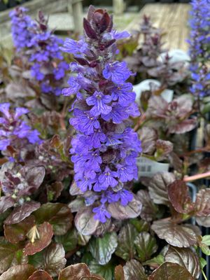 Ajuga Black Scallop Bugleweed (quart perennial) $9.99