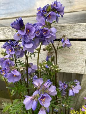 Polemonium Bressingham Purple (gallon perennial) $29.99